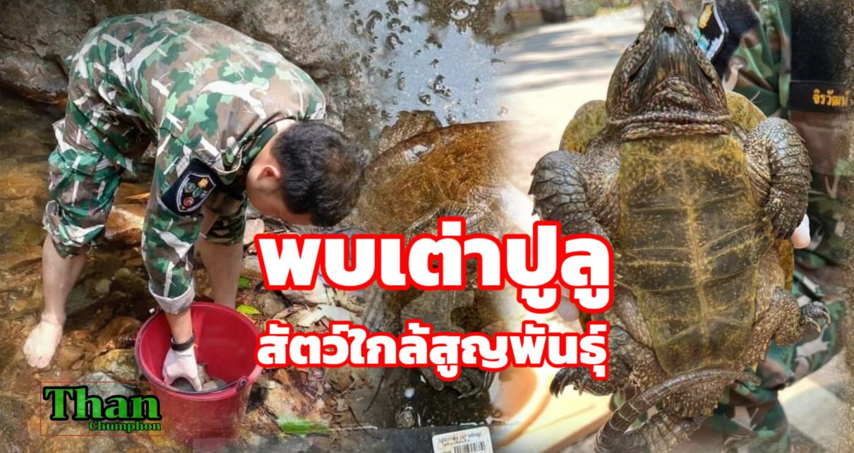 พบเต่าปูลูสัตว์ใกล้สูญพันธุ์