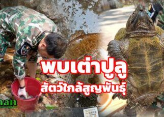 พบเต่าปูลูสัตว์ใกล้สูญพันธุ์