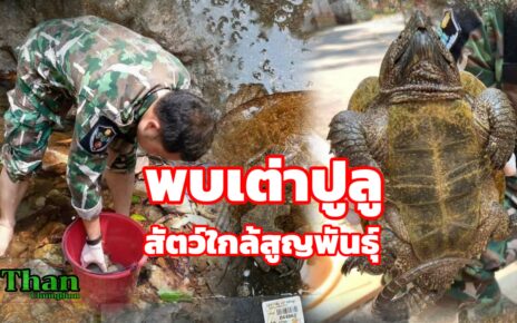 พบเต่าปูลูสัตว์ใกล้สูญพันธุ์