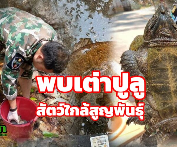 พบเต่าปูลูสัตว์ใกล้สูญพันธุ์