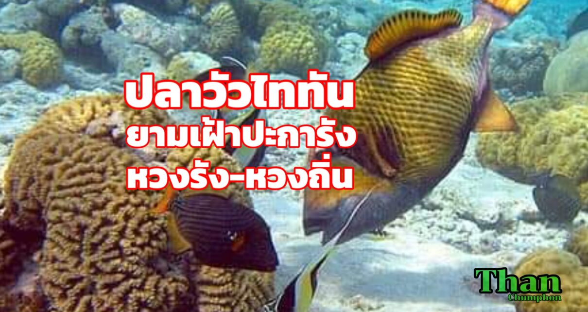 ปลาไททันคือนักอนุรักษ์ปกป้องปะการัง