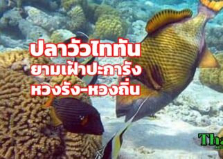 ปลาไททันคือนักอนุรักษ์ปกป้องปะการัง