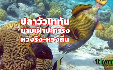 ปลาไททันคือนักอนุรักษ์ปกป้องปะการัง