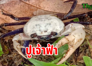 เจ้าฟ้าชนิดใหม่ของโลก