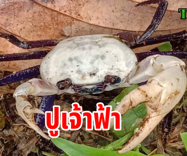 เจ้าฟ้าชนิดใหม่ของโลก