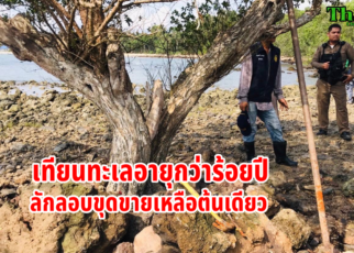 ลักขุดเทียนทะเลร้อยปีเกลี้ยงหาด