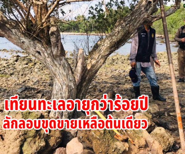 ลักขุดเทียนทะเลร้อยปีเกลี้ยงหาด