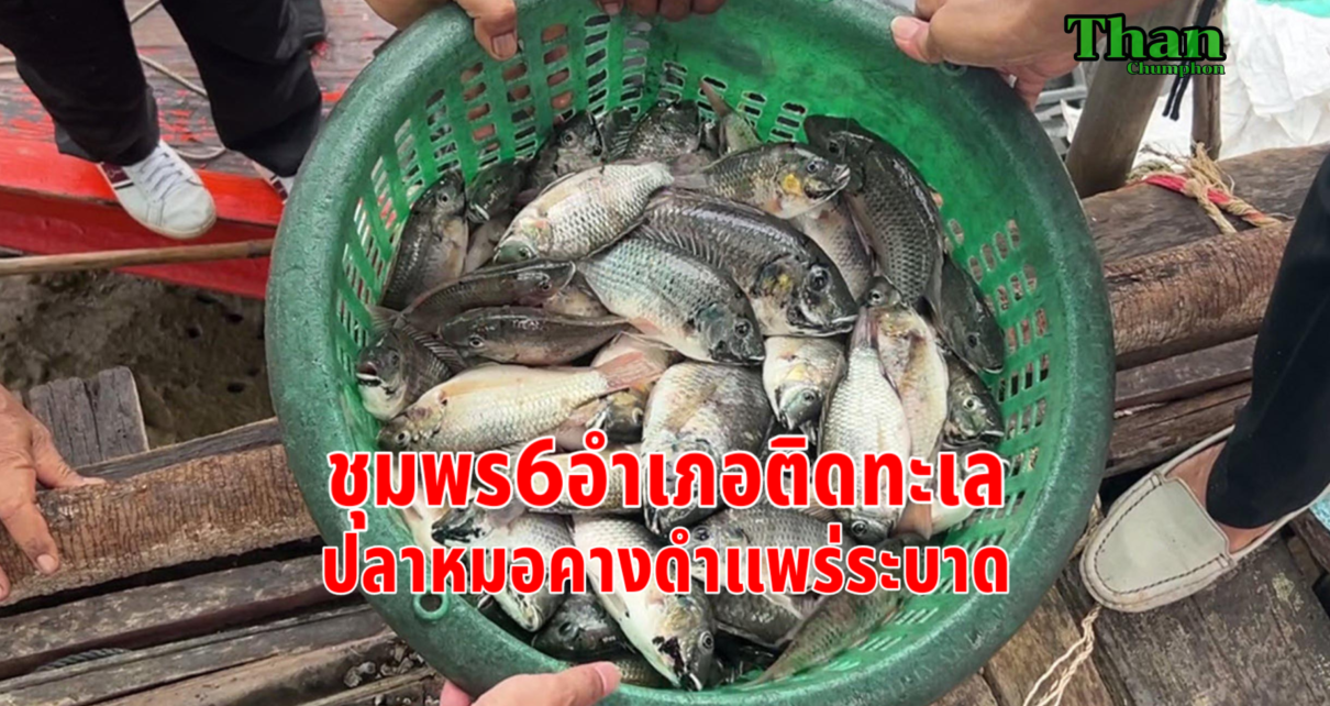 ชุมพรประกาศพื้นที่ปลาหมอคางดำแพร่ระบาด