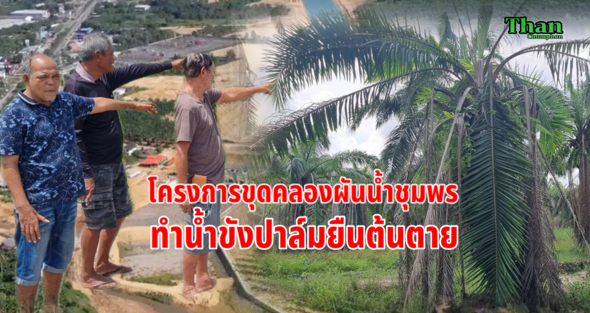 ขุดคลองผันน้ำชุมพรทำน้ำขังปาล์มยืนต้นตาย.