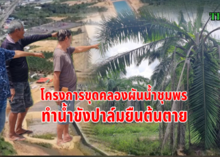 ขุดคลองผันน้ำชุมพรทำน้ำขังปาล์มยืนต้นตาย.