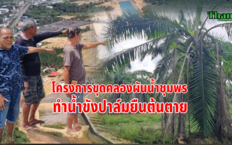 ขุดคลองผันน้ำชุมพรทำน้ำขังปาล์มยืนต้นตาย.