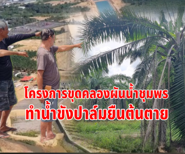 ขุดคลองผันน้ำชุมพรทำน้ำขังปาล์มยืนต้นตาย.