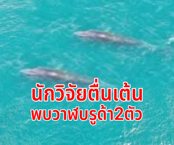 พบวาฬบรูด้า2ตัวน่านน้ำชุมพร